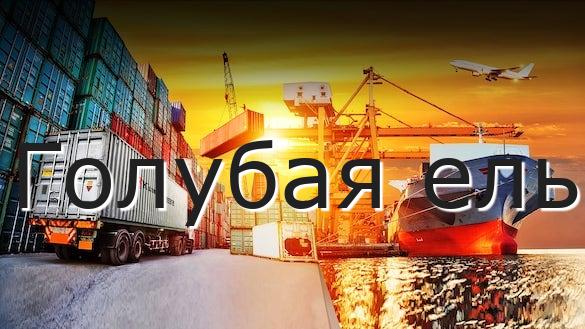 Голубая ель